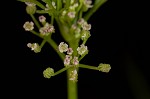 Marsh parsley