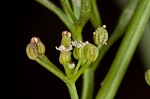 Marsh parsley