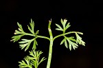 Marsh parsley