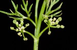 Marsh parsley