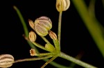 Marsh parsley