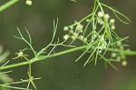 Marsh parsley