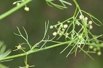 Marsh parsley