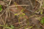 Poorland flatsedge