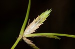 Poorland flatsedge