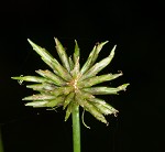 Baldwin's flatsedge