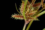 Coastal plain flatsedge