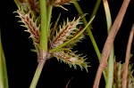 Coastal plain flatsedge