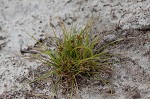 Coastal plain flatsedge