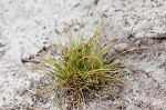 Coastal plain flatsedge