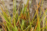 Coastal plain flatsedge