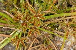 Coastal plain flatsedge