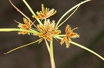 Coastal plain flatsedge