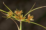 Coastal plain flatsedge