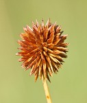 Globe flatsedge