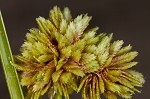 Woodrush flatsedge