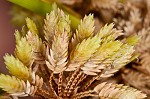 Woodrush flatsedge