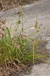 Woodrush flatsedge