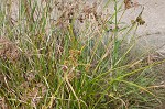 Woodrush flatsedge