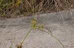 Woodrush flatsedge