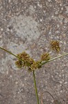 Woodrush flatsedge