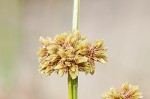 Woodrush flatsedge