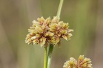 Woodrush flatsedge