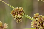 Woodrush flatsedge