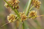 Woodrush flatsedge