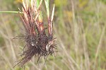 Woodrush flatsedge