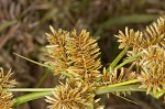 Redroot flatsedge