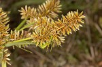 Redroot flatsedge