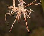 Redroot flatsedge