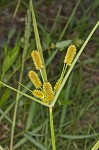 Ovateleaf flatsedge