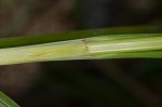 Ovateleaf flatsedge