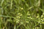 Marsh flatsedge