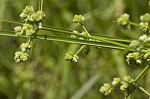 Marsh flatsedge