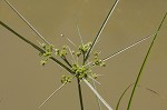 Marsh flatsedge