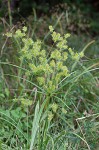 Strawcolored flatsedge