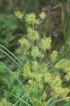 Strawcolored flatsedge