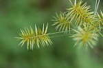 Strawcolored flatsedge