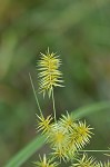 Strawcolored flatsedge