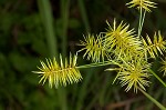 Strawcolored flatsedge