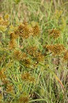 Strawcolored flatsedge