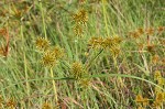 Strawcolored flatsedge