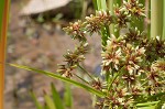 Green flatsedge