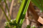 Green flatsedge