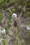 White prairie clover