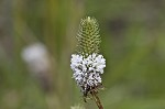 White prairie clover