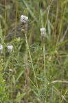 White prairie clover